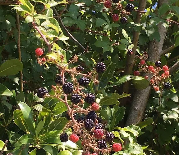 Quinta Mineirinhas * ヴィラ・ノーヴァ・デ・セルヴェイラ