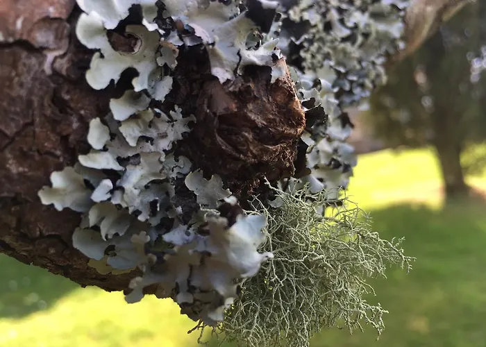 米尼里亚斯农家乐 维拉·诺瓦·达·塞尔维尔